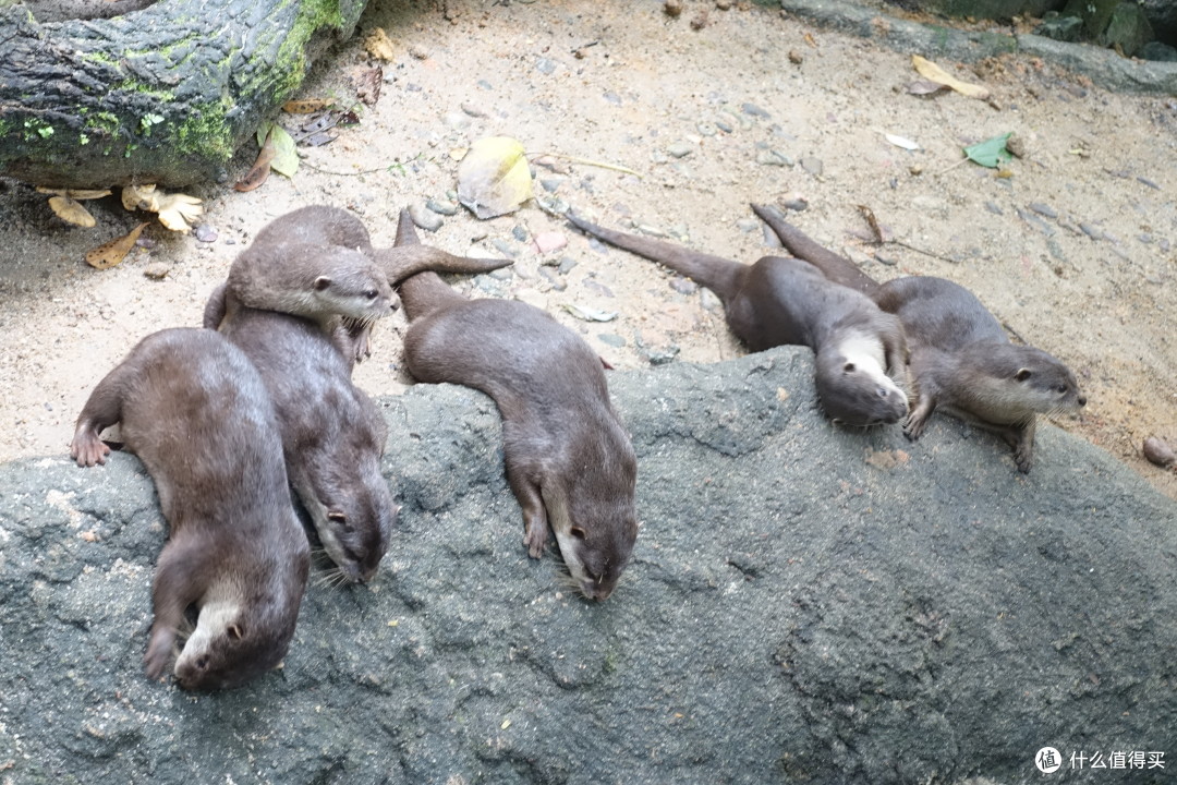 关于河南大象再负广东狮城队,陷入连败的信息 关于河南大象再负广东狮城队,陷入连败的信息